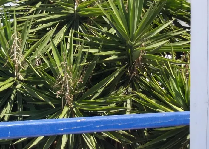 Alex Oldtown Sea View And Appartments Гостевой дом 3*